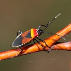 Dindymus versicolor at National Arboretum Forests - 21 May 2024 02:03 PM