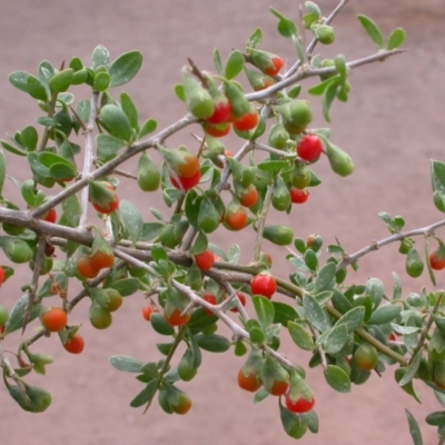 Lycium ferocissimum (African Boxthorn) at Watson, ACT - 18 Feb 2010 by waltraud