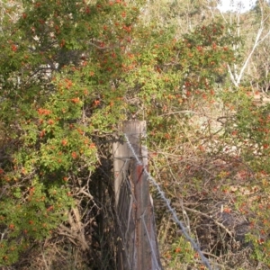 Rosa rubiginosa at Mount Majura - 4 Mar 2009