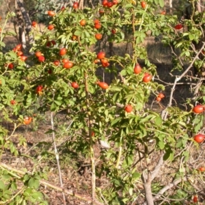 Rosa rubiginosa at Mount Majura - 4 Mar 2009