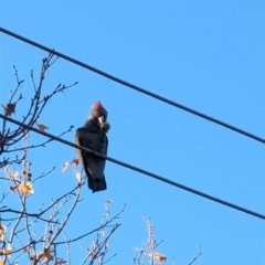 Callocephalon fimbriatum (Gang-gang Cockatoo) at Kambah, ACT - 23 May 2024 by JoeDug