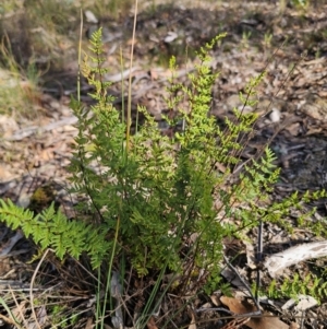 Cheilanthes sieberi subsp. sieberi at QPRC LGA - 23 May 2024