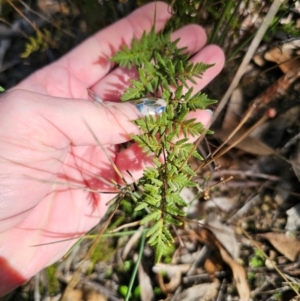 Cheilanthes sieberi subsp. sieberi at QPRC LGA - 23 May 2024