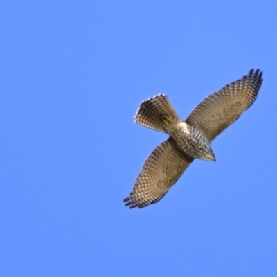 Tachyspiza fasciata (Brown Goshawk) at Jerrabomberra Wetlands - 23 May 2024 by Thurstan