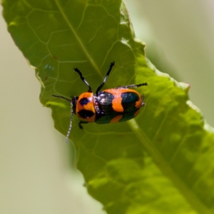 Aporocera (Aporocera) parenthetica at Stony Creek - 17 Nov 2023