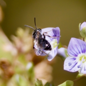 Lasioglossum sp. (genus) at Stony Creek - 17 Nov 2023