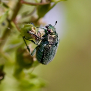 Diphucephala sp. (genus) at Stony Creek - 17 Nov 2023