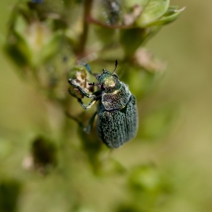 Diphucephala sp. (genus) at Stony Creek - 17 Nov 2023