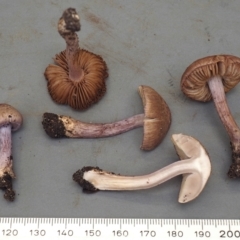 Inocybe violaceocaulis at ANBG - 23 May 2024