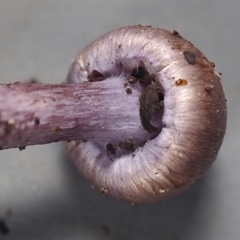 Inocybe violaceocaulis at ANBG - 23 May 2024