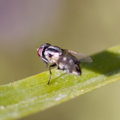 Musca vetustissima at Stony Creek - 17 Nov 2023