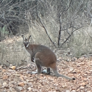 Notamacropus rufogriseus at Mount Jerrabomberra - 23 May 2024