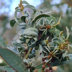 Unverified Acacia Gall at Mount Mugga Mugga - 23 May 2024 by Mike