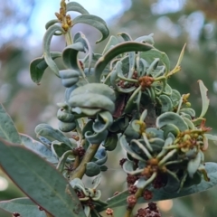 Unidentified Acacia Gall at Mount Mugga Mugga - 23 May 2024 by Mike