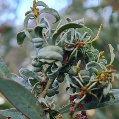 Unverified Acacia Gall at Mount Mugga Mugga - 23 May 2024 by Mike