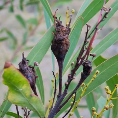 Unidentified Acacia Gall at Mount Mugga Mugga - 23 May 2024 by Mike