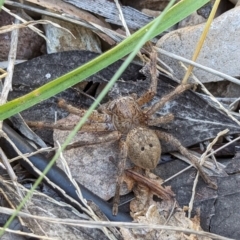 Neosparassus calligaster (Beautiful Badge Huntsman) at Page, ACT - 18 May 2024 by CattleDog