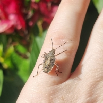 Unidentified Shield, Stink or Jewel Bug (Pentatomoidea) by clarehoneydove