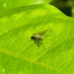 Sciapodinae (subfamily) (A long-legged fly) at Burnside, QLD - 19 May 2024 by clarehoneydove