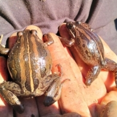 Limnodynastes peronii (Brown-striped Frog) at Bruce Ridge to Gossan Hill - 23 May 2024 by caseypyne