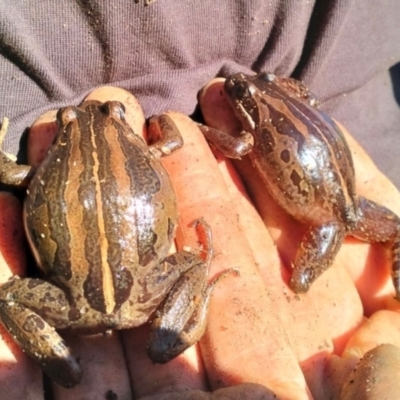 Limnodynastes peronii (Brown-striped Frog) at Bruce Ridge to Gossan Hill - 23 May 2024 by caseypyne