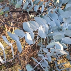 Eucalyptus cinerea subsp. cinerea (Argyle Apple) at Mount Mugga Mugga - 23 May 2024 by Mike