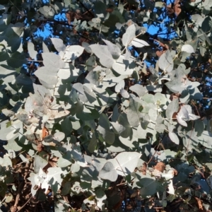 Eucalyptus cinerea subsp. cinerea at Mount Mugga Mugga - 23 May 2024 03:15 PM