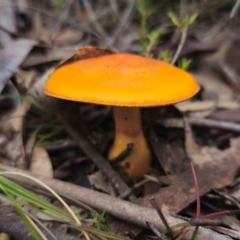 Cortinarius sinapicolor (Slimy Yellow Cortinar) at QPRC LGA - 20 May 2024 by Csteele4