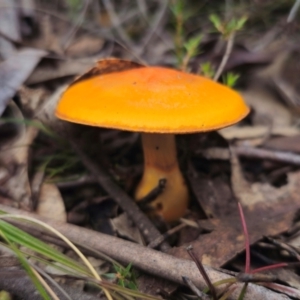 Cortinarius sinapicolor at QPRC LGA - 20 May 2024 02:07 PM