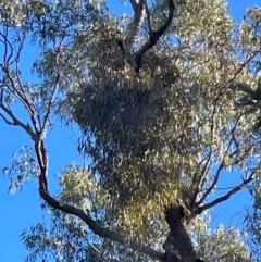 Amyema sp. (Mistletoe) at Bruce Ridge to Gossan Hill - 23 May 2024 by JVR