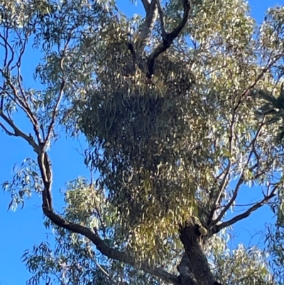 Amyema sp. (Mistletoe) at Flea Bog Flat, Bruce - 23 May 2024 by JVR