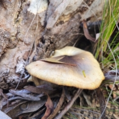 Omphalotus nidiformis (Ghost Fungus) at QPRC LGA - 20 May 2024 by Csteele4