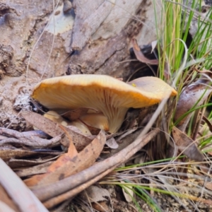 Omphalotus nidiformis at QPRC LGA - 20 May 2024 02:36 PM