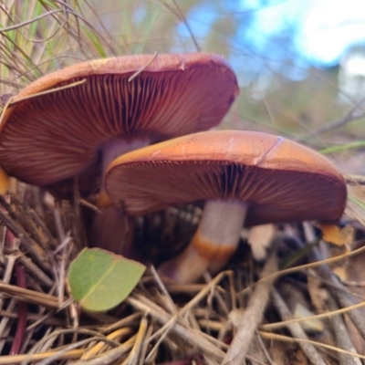 Cortinarius archeri (Cortinarius archeri) at QPRC LGA - 20 May 2024 by Csteele4