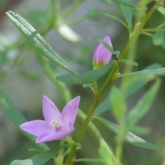 Crowea exalata (Crowea) at Wollondilly Local Government Area - 22 May 2024 by Curiosity