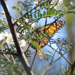 Danaus plexippus (Monarch) at Wollondilly Local Government Area - 22 May 2024 by Curiosity
