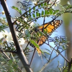 Danaus plexippus (Monarch) at Wollondilly Local Government Area - 22 May 2024 by Curiosity