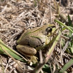 Litoria verreauxii verreauxii (Whistling Tree-frog) at Wallaroo, NSW - 24 Mar 2024 by caseypyne