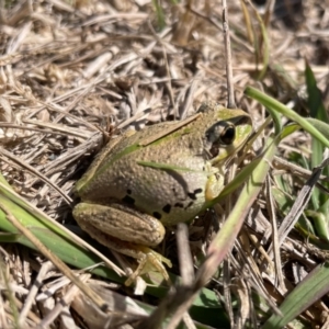 Litoria verreauxii verreauxii at Wallaroo, NSW - 24 Mar 2024 11:42 AM