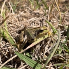 Litoria verreauxii verreauxii at Wallaroo, NSW - 24 Mar 2024 11:42 AM