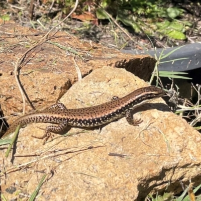 Eulamprus heatwolei (Yellow-bellied Water Skink) at Lanyon - northern section A.C.T. - 25 Mar 2024 by caseypyne