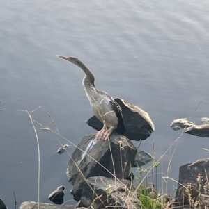 Anhinga novaehollandiae at Lake Tuggeranong - 23 Mar 2024