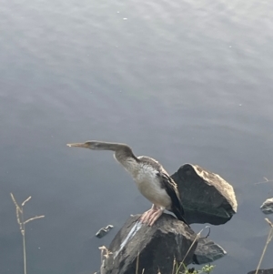 Anhinga novaehollandiae at Lake Tuggeranong - 23 Mar 2024 07:18 AM