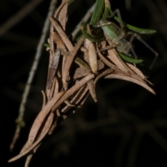 Cheiracanthium sp. (genus) (Unidentified Slender Sac Spider) at WendyM's farm at Freshwater Ck. - 21 Apr 2023 by WendyEM