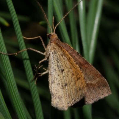 Parosteodes fictiliaria (Dodonaea Moth) at WendyM's farm at Freshwater Ck. - 21 Apr 2023 by WendyEM