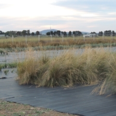 Poa labillardierei (Common Tussock Grass, River Tussock Grass) at Hume, ACT - 18 Dec 2023 by MichaelBedingfield