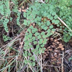 Adiantum aethiopicum (Common Maidenhair Fern) at Alpine Shire - 24 May 2024 by Jenjen