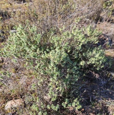 Melichrus urceolatus (Urn Heath) at Mount Taylor - 24 May 2024 by HarleyB