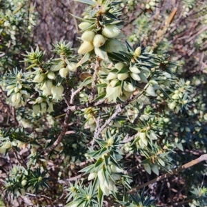 Melichrus urceolatus at Mount Taylor - 24 May 2024