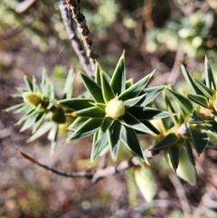 Melichrus urceolatus at Mount Taylor - 24 May 2024